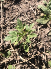 Polanisia dodecandra riograndensis