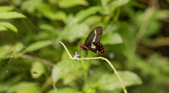 Parides agavus