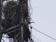 Campylorhynchus chiapensis