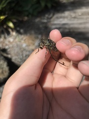 Amphipsalta cingulata