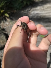 Amphipsalta cingulata