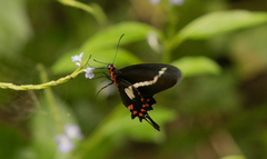 Parides agavus
