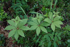 Paris verticillata