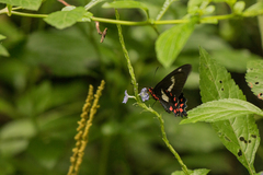 Parides agavus