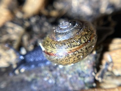 Helminthoglypta traskii