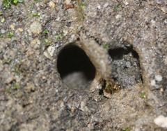 Hebestatis theveneti