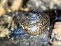 Helminthoglypta traskii