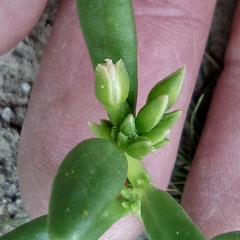 Cistanthe ambigua