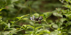 Parides agavus