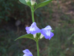 Scutellaria potosina