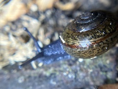 Helminthoglypta traskii