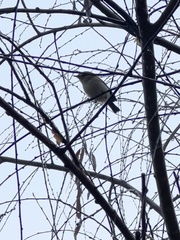 Phylloscopus plumbeitarsus