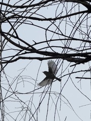 Phylloscopus plumbeitarsus