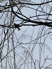 Phylloscopus plumbeitarsus