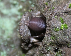 Hebestatis theveneti