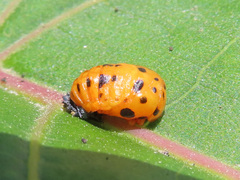 Coccinella