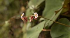 Begonia