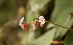 Begonia