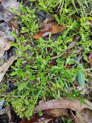 Sphaeromorphaea australis