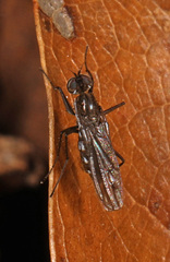 Hydrophorus