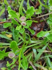 Sphaeromorphaea australis