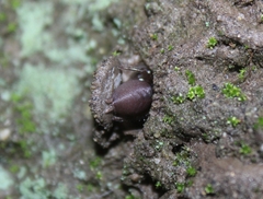 Hebestatis theveneti