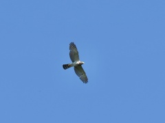 Harpagus bidentatus