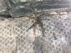 Dolomedes instabilis