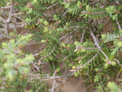 Melaleuca cuticularis