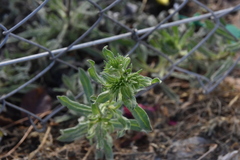 Echium sabulicola
