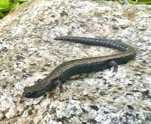 Tehachapi Slender Salamander, Batrachoseps stebbinsi