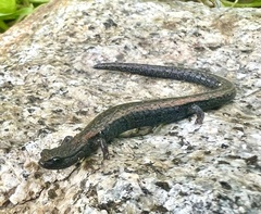Batrachoseps stebbinsi