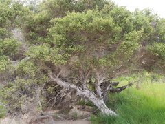 Melaleuca cuticularis