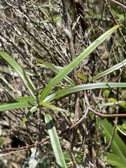 Parsonsia capsularis