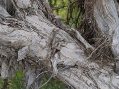 Melaleuca cuticularis