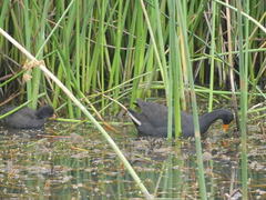 Gallinula tenebrosa tenebrosa
