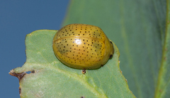 Paropsisterna inspersa