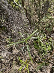 Parsonsia capsularis