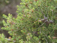 Melaleuca cuticularis