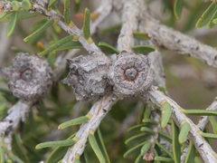 Melaleuca cuticularis