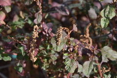 Amaranthus blitum