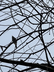 Phylloscopus plumbeitarsus