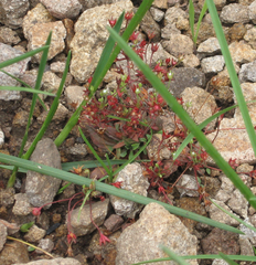 Androsace occidentalis