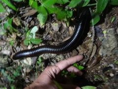 Archispirostreptus gigas