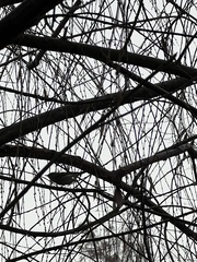 Phylloscopus plumbeitarsus