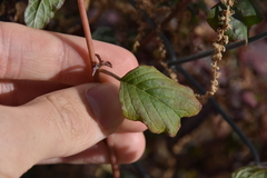 Amaranthus blitum