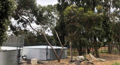 Eucalyptus petiolaris