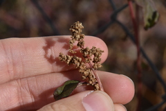 Amaranthus blitum