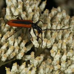 Stenoderus suturalis
