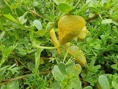 Puccinia oxalidis